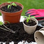 Conseils de jardinage pour tout le monde : trucs et astuces pour bien commencer