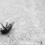 entreprise-desinsectisation-paris