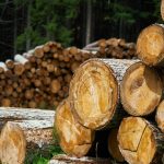 combien-de-stere-dns-un-arbre