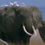 combien-pese-un-elephant