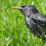 oiseaux-de-jardin