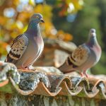 Pourquoi les pigeons roucoulent : Comprendre leur comportement