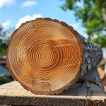 comment faire sécher du bois sans fissure ?