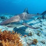 Top des pays avec la plus grande diversité de requins