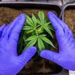 forme-de-cbd
