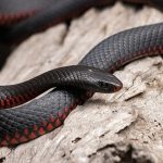 serpent-mort