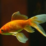 Quel poisson nettoyeur avec poisson rouge ?