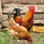 GranuPlume • Facilite le remplumement, mue des plumes