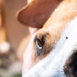 tique-sur-un-chien