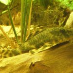 Peckoltia
