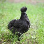 poulette-noire