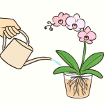 découvrez comment arroser une orchidée correctement pour préserver sa santé et favoriser sa floraison avec nos conseils simples et efficaces.